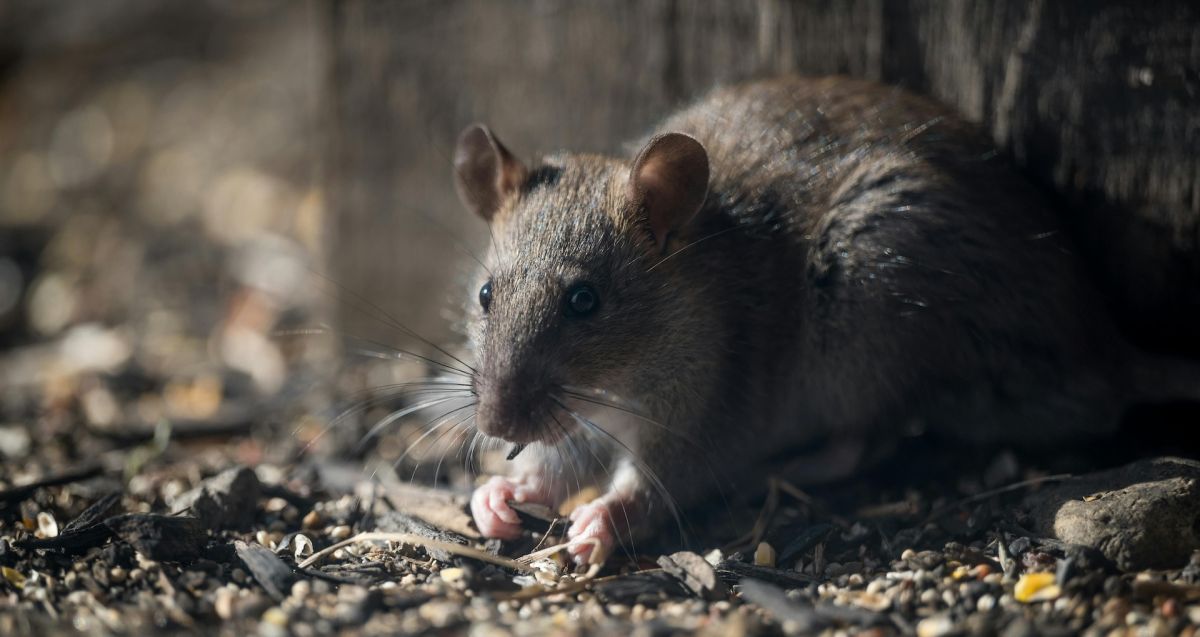 Horúčka po uhryznutí potkanom (Rat-bite fever)