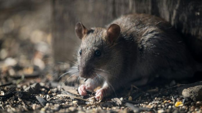 Horúčka po uhryznutí potkanom (Rat-bite fever)